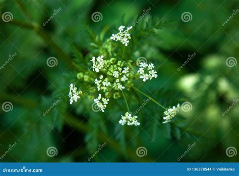 Umbelliferae family plant stock photo. Image of stem - 136378544