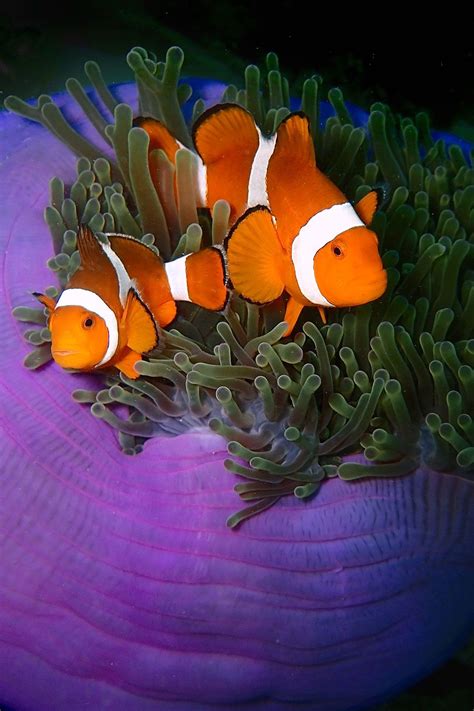 25 Best Dive Sites in the World to Put on Your Bucket List | Best scuba diving, Asia travel ...