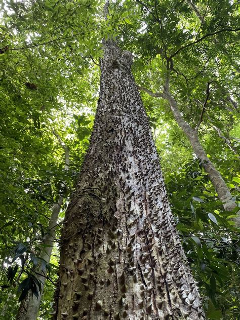 Image result for Sand Box Tree Pod Explosion