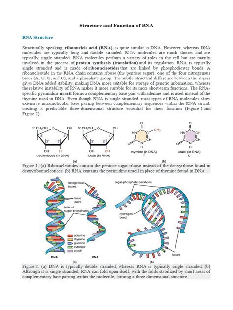 Guide RNA Function 的图像结果