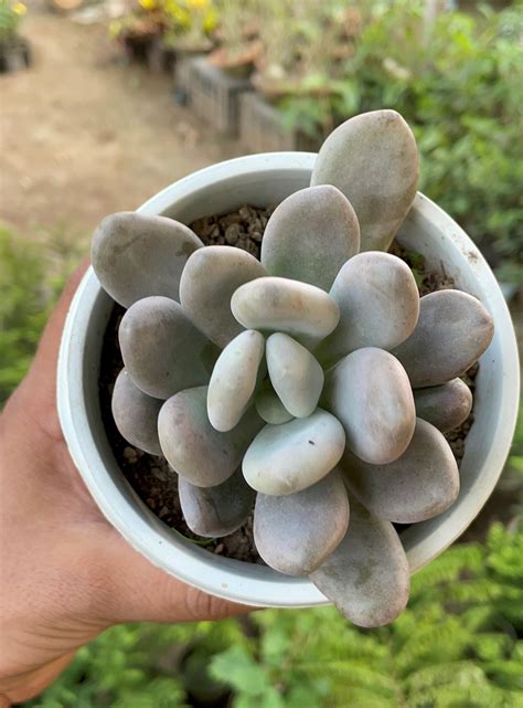 Moonstone Succulent (Pachyphytum Oviferum) Plant Home Delivery in Delhi