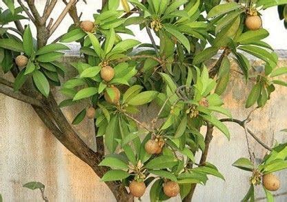 Punarva Chiku Plant Live Fruit Plant Sapota Chikoo Dwarf Rare Hybrid ...