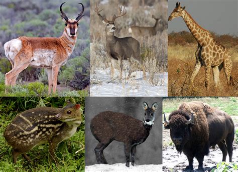 Ungulate Characteristics