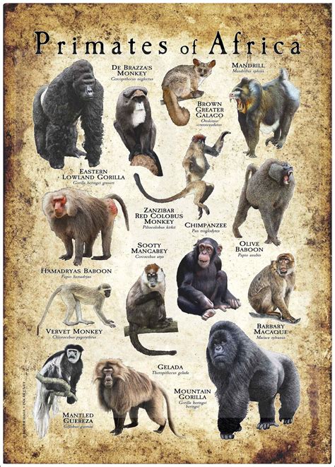 Different Types Of Gorillas