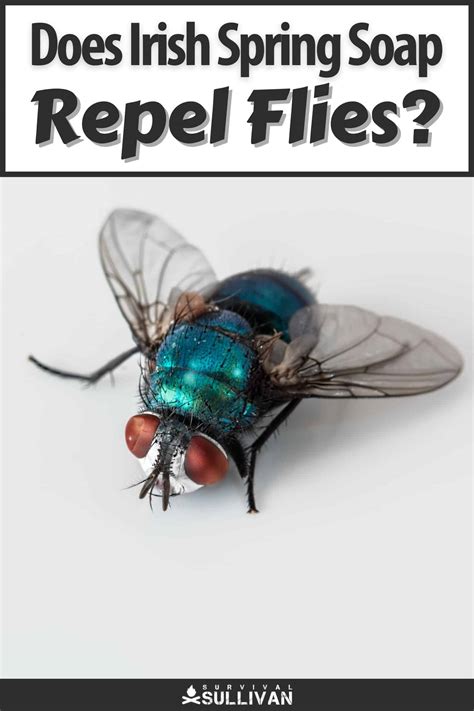 What Smells Repel Flies at Jerry Ruggiero blog