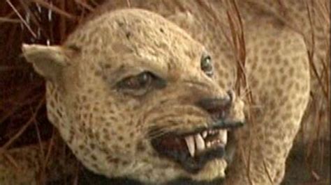 10 Animals That Probably Aren’t Extinct & 10 Places Where You Might ...