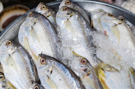 挪威智利进口三文鱼边角料冷冻冰鲜鱼下脚料带骨肉边角料宠物食品-阿里巴巴