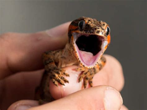 Should We Really Be Keeping Cats And Dogs — And Geckos — As Pets? : 13. ...