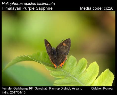 Heliophorus epicles | Butterfly