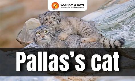 Pallas’s Cat, Distribution, Features, Conservation Status, Latest News