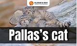 Pallas’s Cat, Distribution, Features, Conservation Status, Latest News