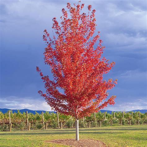250mm Maple Autumn Blaze - Acerxfreemanii Jeffersred - Bunnings Australia