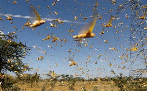 Desert Locust Swarms Hit Parts of India, Another Infestation Likely in ...