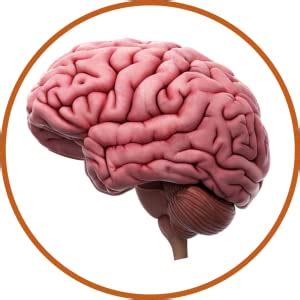 Go Organic Bone Strength - Plant-Based Calcium, Magnesium, Zinc ...