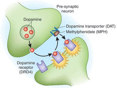 揭露多巴胺如何在腦部被運輸 - 每日頭條