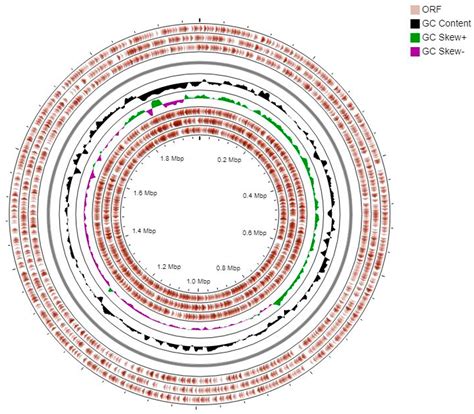 Limosilactobacillus fermentum ING8, a Potential Multifunctional Non ...