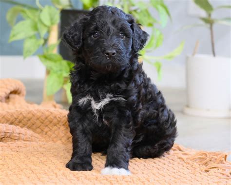 Available Portuguese Water Dog Puppies For Sale!