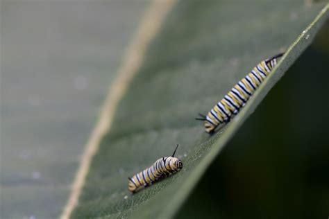 Image result for Butterfly Larvae