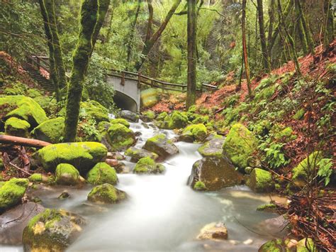 Uvas Canyon County Park Image | County park, Parks and recreation ...