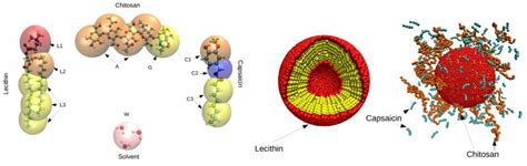 Mesoscopic Modeling of the Encapsulation of Capsaicin by Lecithin ...