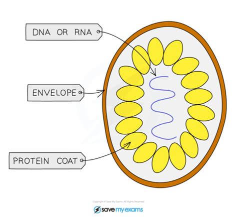 Biology -Chapter 1: Characteristics and classification of living ...