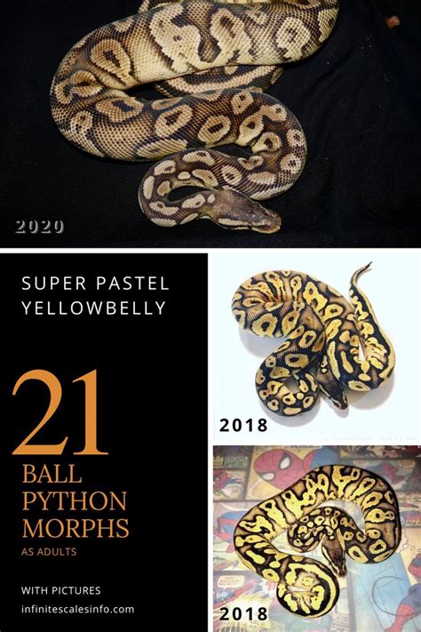 Image result for Python Snake Colors