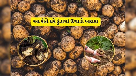 મફતમાં દરરોજ ઢગલાબંધ બટાટા ખાવા હોય તો આ રીતે ઘરે કુંડામાં ઉગાડો, 2 ...