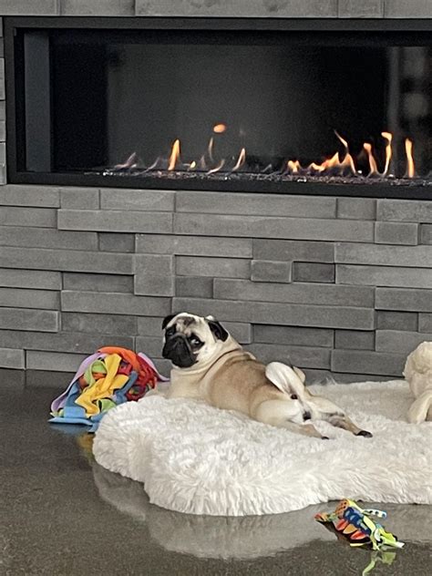 Bear skin rug model pug : r/pugs