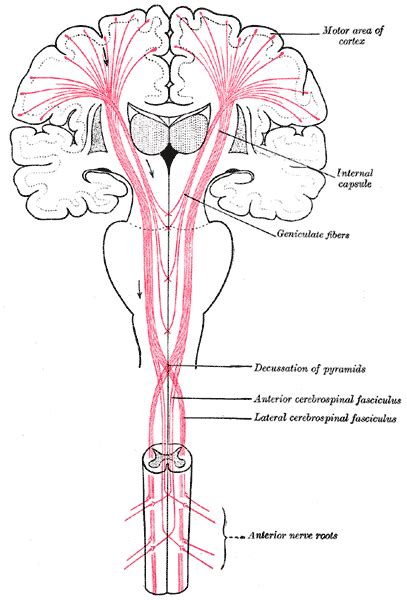 Image result for Upper Motor Neuron Features