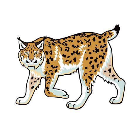 Bobcats Clipart, Bobcat Art, Graphic Free PNG