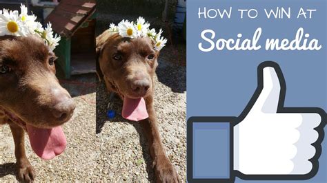 How to Win at Social Media - Tinylovebug │ Blogging, Lifestyle ...