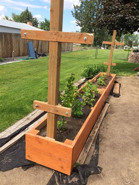 Image result for How to Support Raspberry Bushes