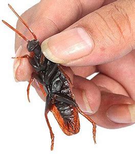 niveeka SET OF 6 Fake Cockroaches - SET OF 6 Fake Cockroaches . shop ...