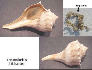 Image result for SC Shells