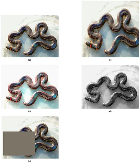 A Study on Small-Scale Snake Image Classification Based on Improved SimCLR