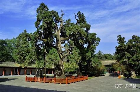 中国8大千年古树，最老一棵4000岁，世所罕见 - 知乎
