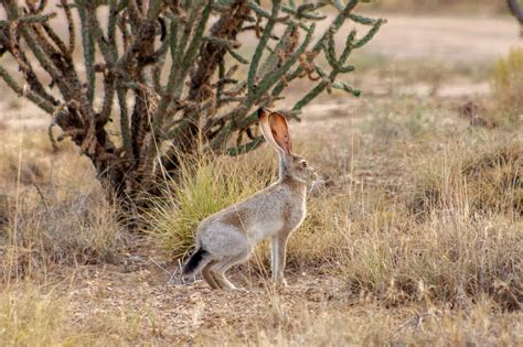 Information about Black-Tailed Jackrabbit Breed: Facts & Traits - Pet ...