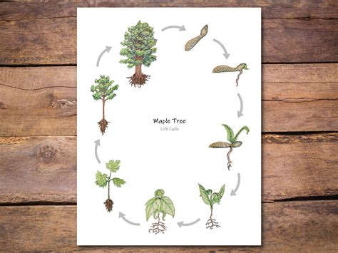 Tree Life Cycle 的图像结果