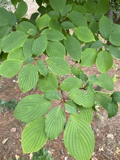 Pagoda Dogwood (Cornus alternifolia)
