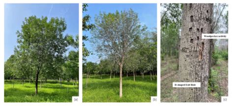 Fusion of UAV Hyperspectral Imaging and LiDAR for the Early Detection ...