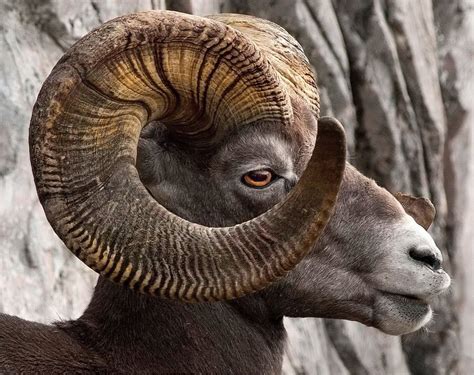 Rocky Mountain Bighorn Sheep, full curl on its magnificent horns. [bing ...