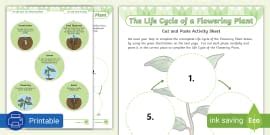 Life Cycle of a Flowering Plant Differentiated Worksheets