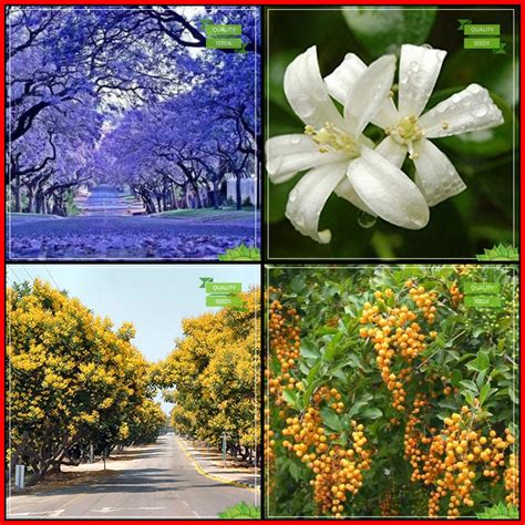 Creative Farmer Fruit Seeds Combo Tree Seeds : Blue Jacaranda, Kamini ...