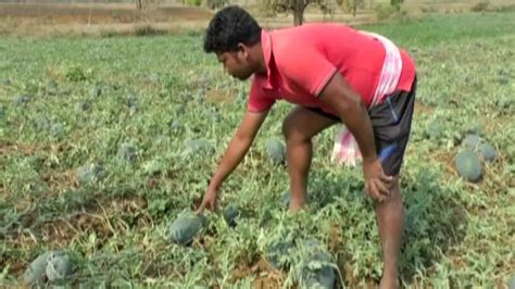 Hailstorm damages watermelon crop in Keonjhar, leaves farmers in distress