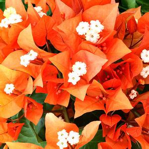 Perennial floral plant - VF Ruby ® - Vista Farms - red / climbing plants