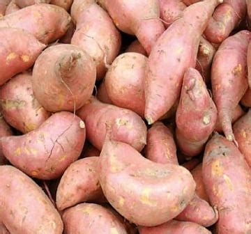 Sweet potato (Ipomoea batatas) | Dairy Knowledge Portal