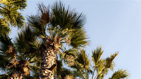 Download wallpaper 1920x1080 palm trees, trunks, branches, bottom view ...