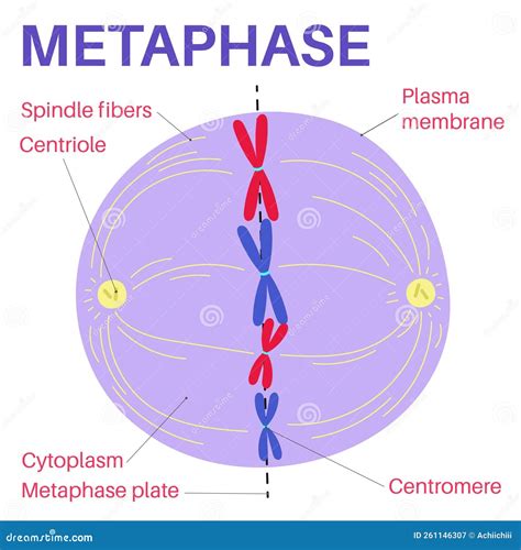 Mitosis Metaphase Diagram 6.2 The Cell Cycle – Concepts Of Biology