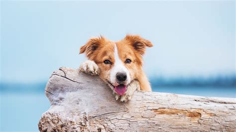 Cabarrus Spay & Neuter Clinic Location