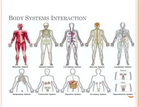 Body System Interaction Chart 的图像结果